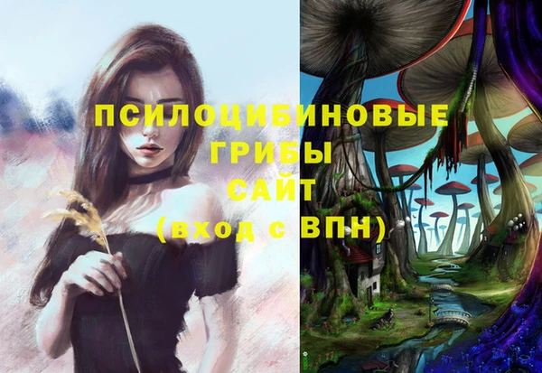 индика Каменногорск